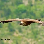 9_vautour-fauve-6