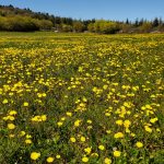 Cirque-de-Navacelles-29