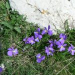 p1150856