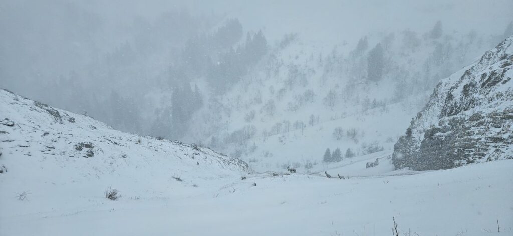col de Balafrasse (5)