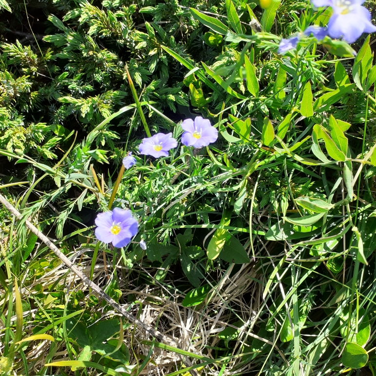 Tête du Parmelan (7)