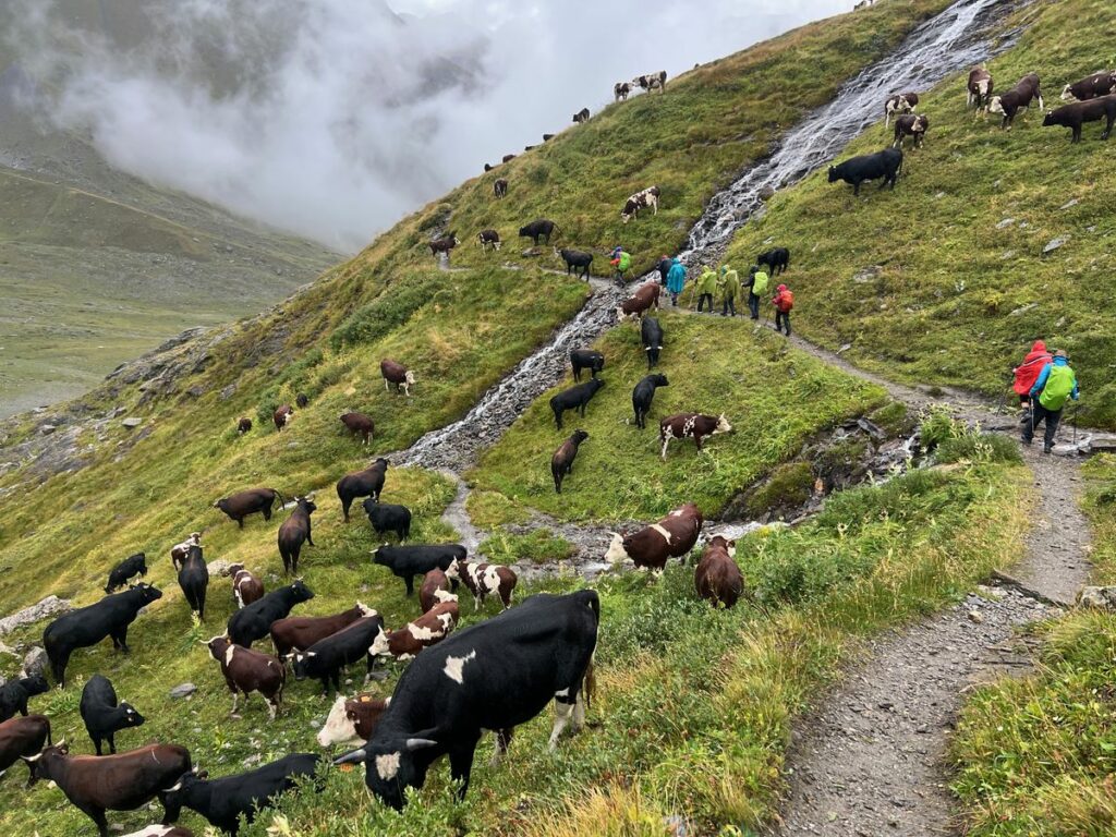 Grand Paradis (2)